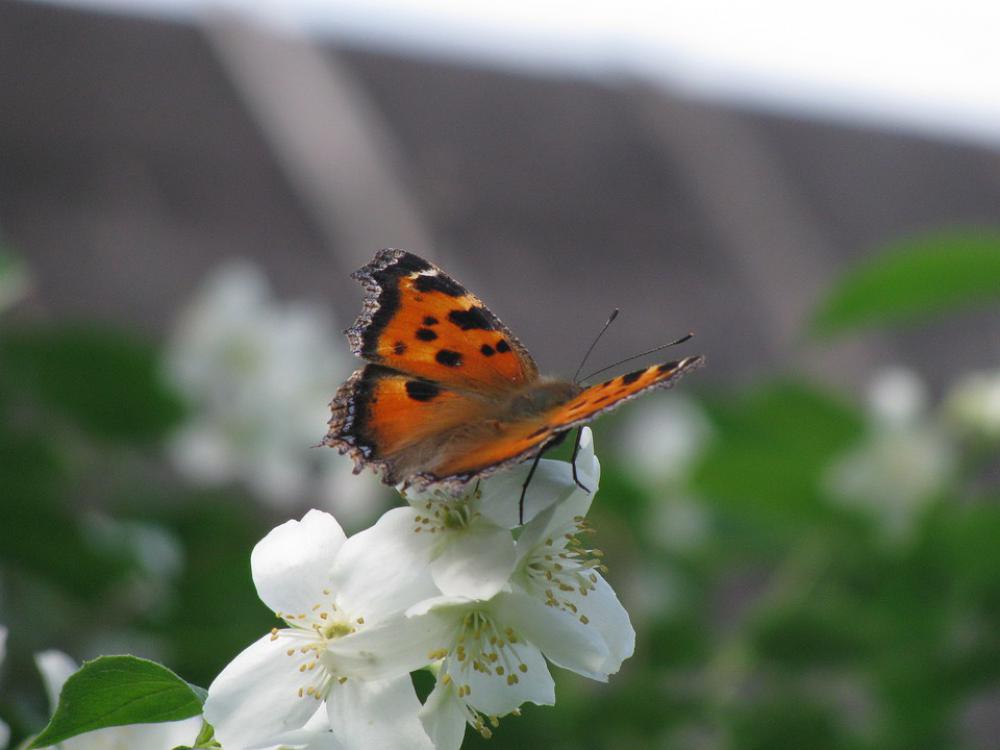 Butterfly Insect Summer Wings Jasmine Flower Butterfly Insect Summer Wings Jasmine Flower