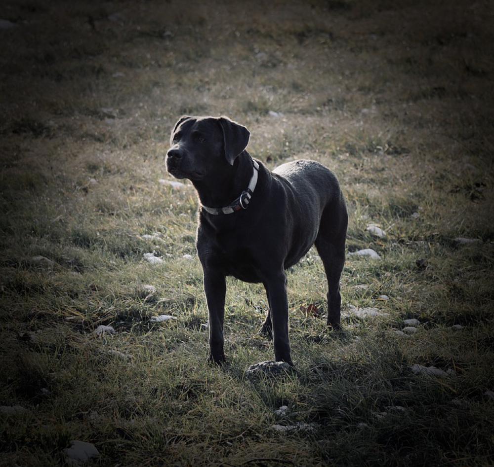 Labrador Dog Pet Portrait Race Doggy Style Labrador Dog Pet Portrait Race Doggy Style