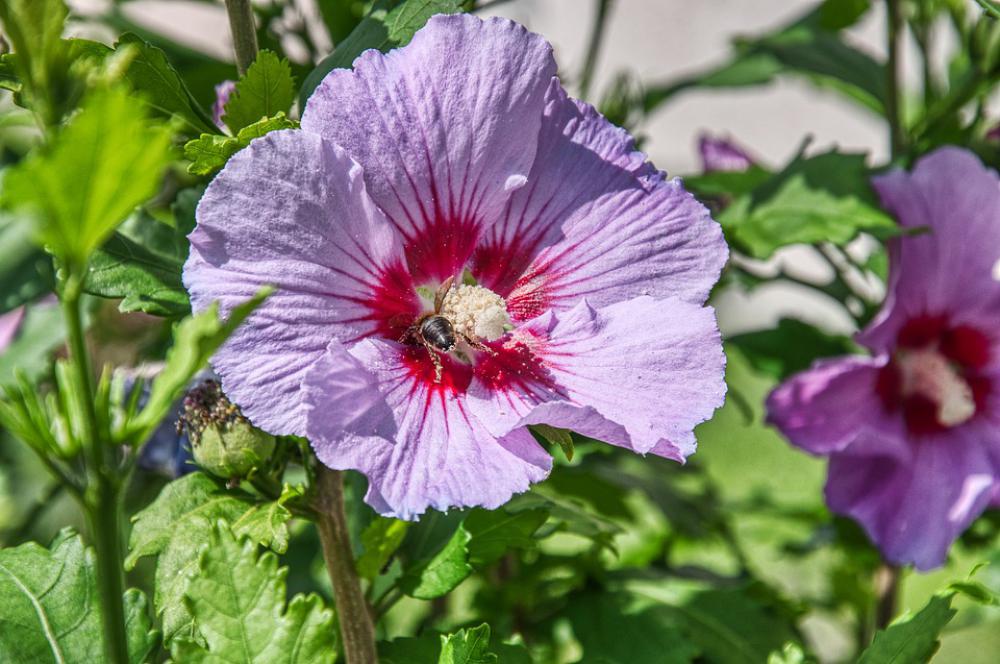 Hibiscus Bush Pollen Bee Immersion Hibiscus Bush Pollen Bee Immersion