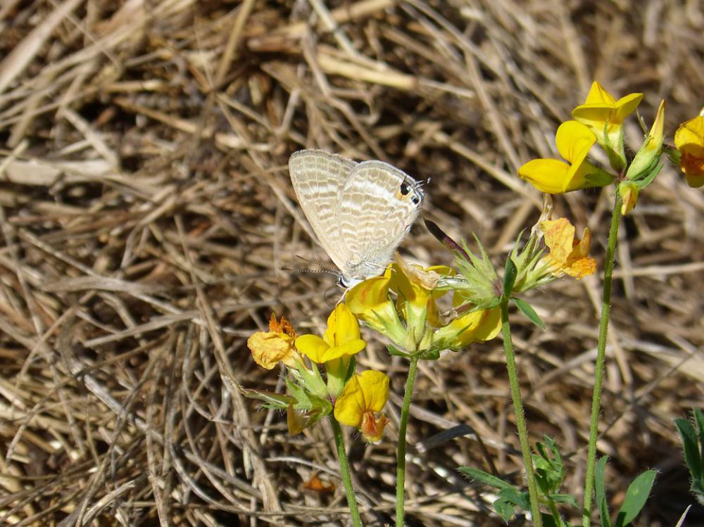 Butterfly Teenindusega Boeticus Blue Butterfly Libar Butterfly Teenindusega Boeticus Blue Butterfly Libar