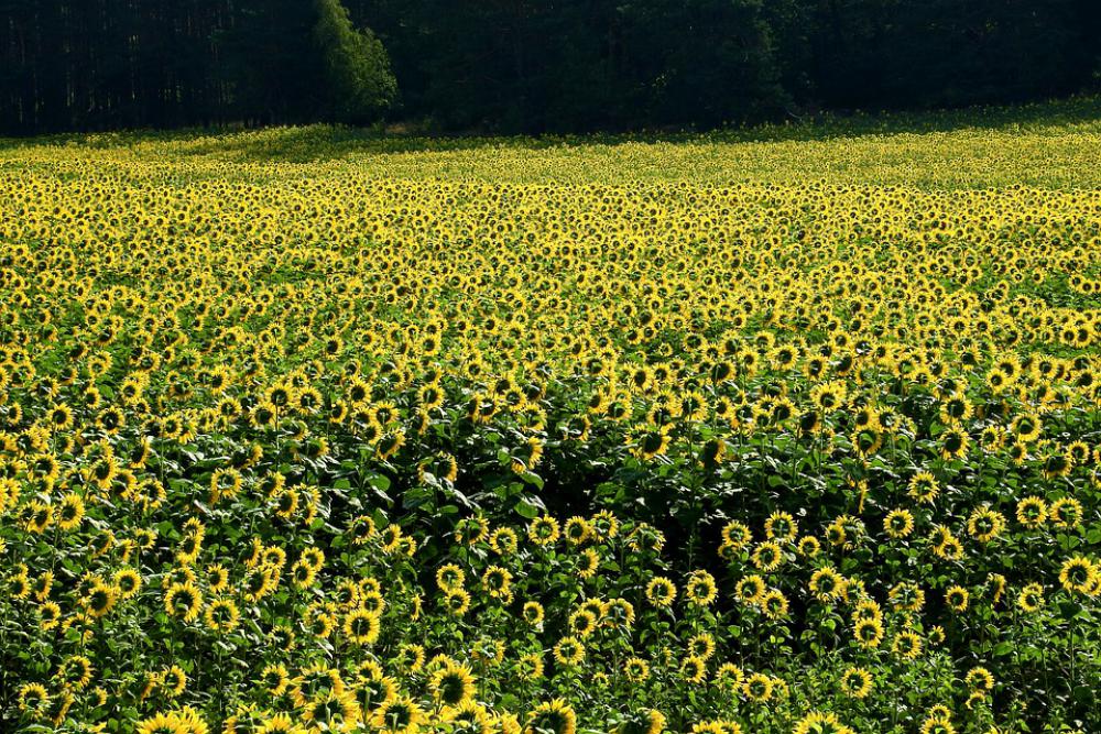 Agriculture Sunflowers Field The Cultivation Of Agriculture Sunflowers Field The Cultivation Of