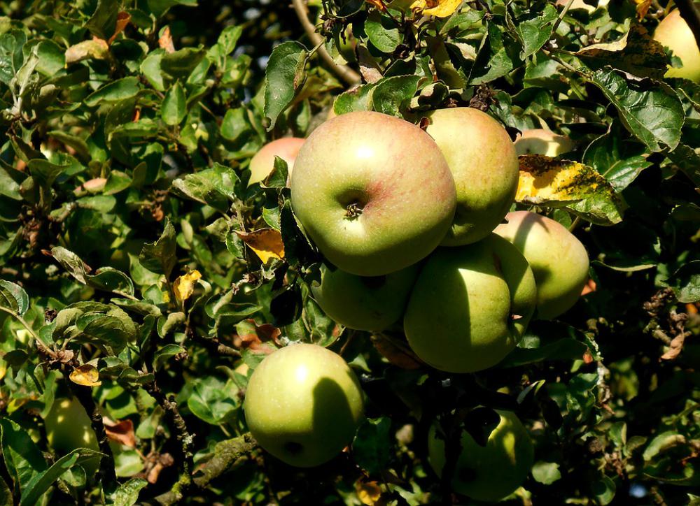 Apples Fruit Sweet Garden Summer Apples Fruit Sweet Garden Summer