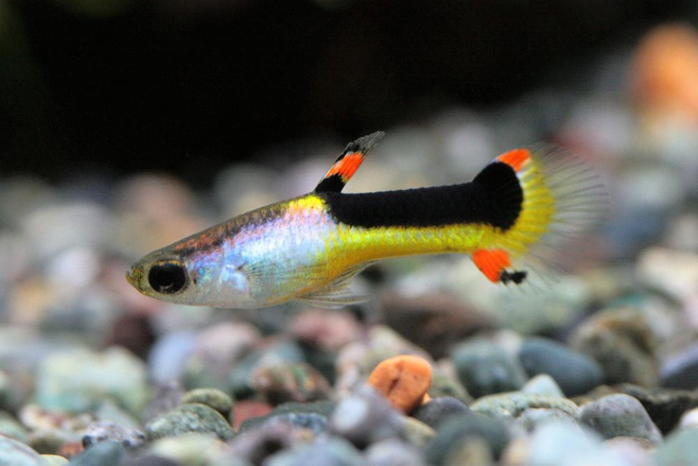 Aquarium Water Tank Tropical Fish Fish Aquarium Water Tank Tropical Fish Fish