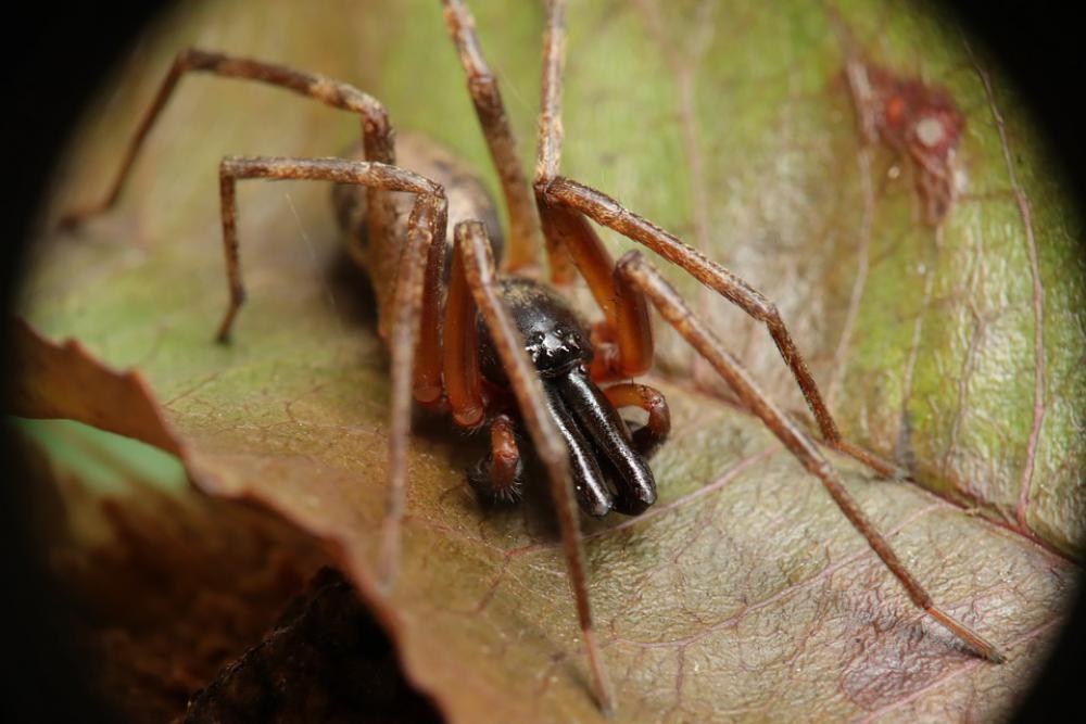 Arachnid Spider Insect Nature Queliceros Garden Arachnid Spider Insect Nature Queliceros Garden