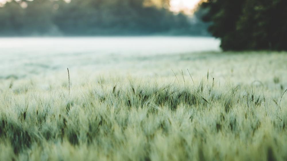 Barley Field Cereals Cornfield Agriculture Grain Barley Field Cereals Cornfield Agriculture Grain