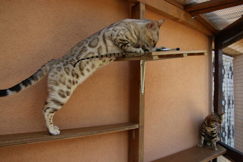 Bengal Cat Bengal Tiger Cat Predator Wildcat Bengal Cat Bengal Tiger Cat Predator Wildcat