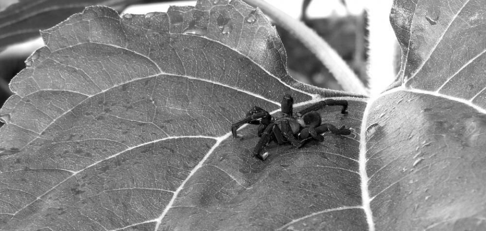 Black And White Insect Spider Leaf Colombia Black And White Insect Spider Leaf Colombia