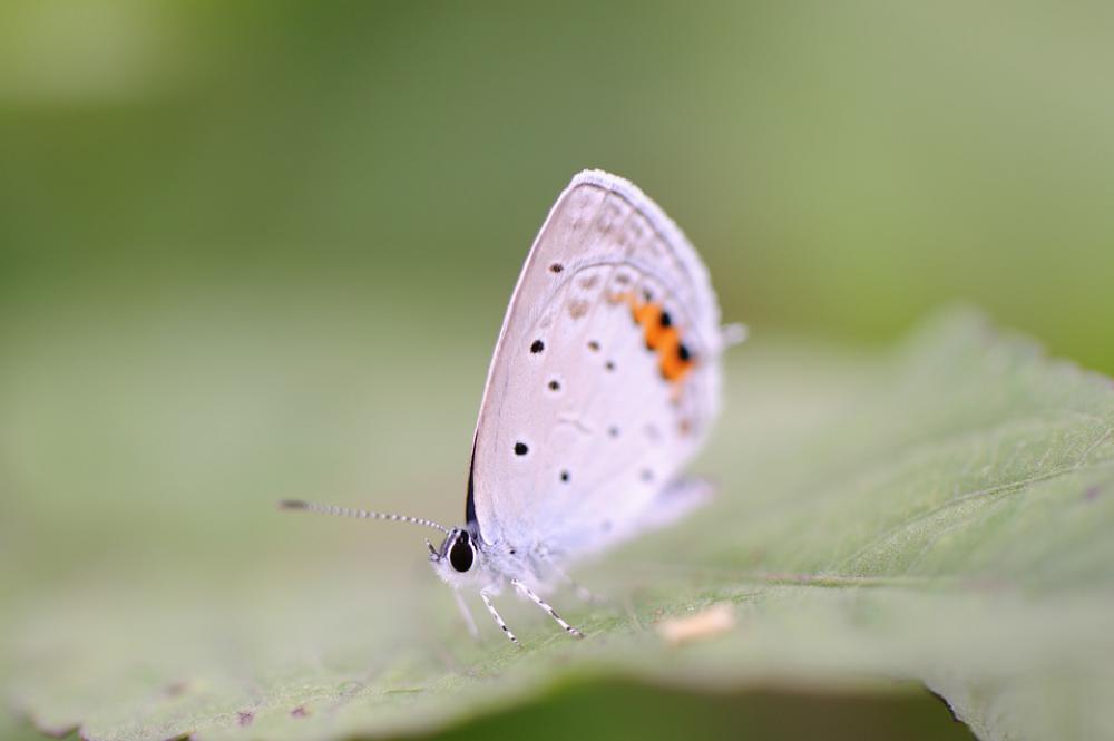 Butterfly Beautiful Macro Natural Insect Butterfly Beautiful Macro Natural Insect