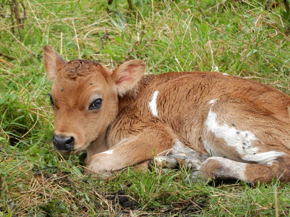 Calf Meadow Pasture Animal Cows Calf Meadow Pasture Animal Cows