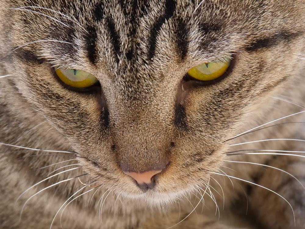 Cat Cute Portrait Mammal Pet Animal Kitten Eye Cat Cute Portrait Mammal Pet Animal Kitten Eye