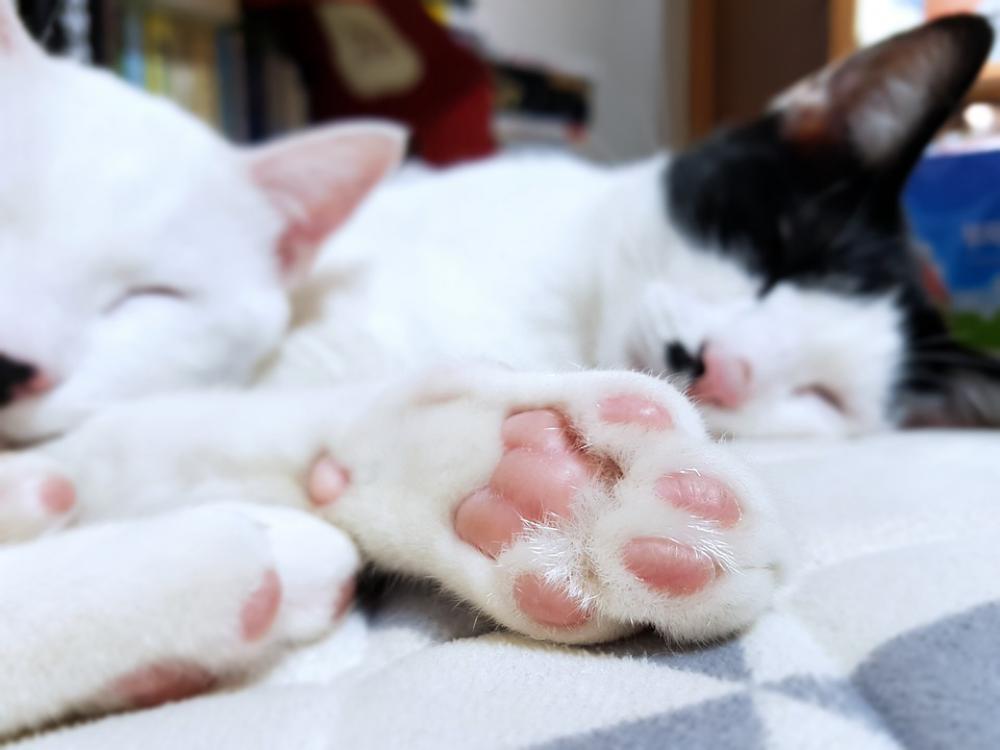 Cat Sole Of The Foot Proverbs Bedtime Bed Break Cat Sole Of The Foot Proverbs Bedtime Bed Break