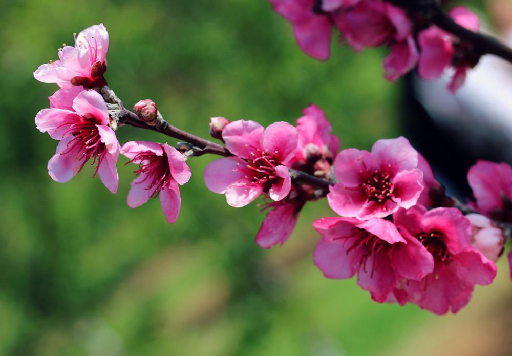 Cherry Blossoms Blossom Flowers Pink Spring Cherry Blossoms Blossom Flowers Pink Spring
