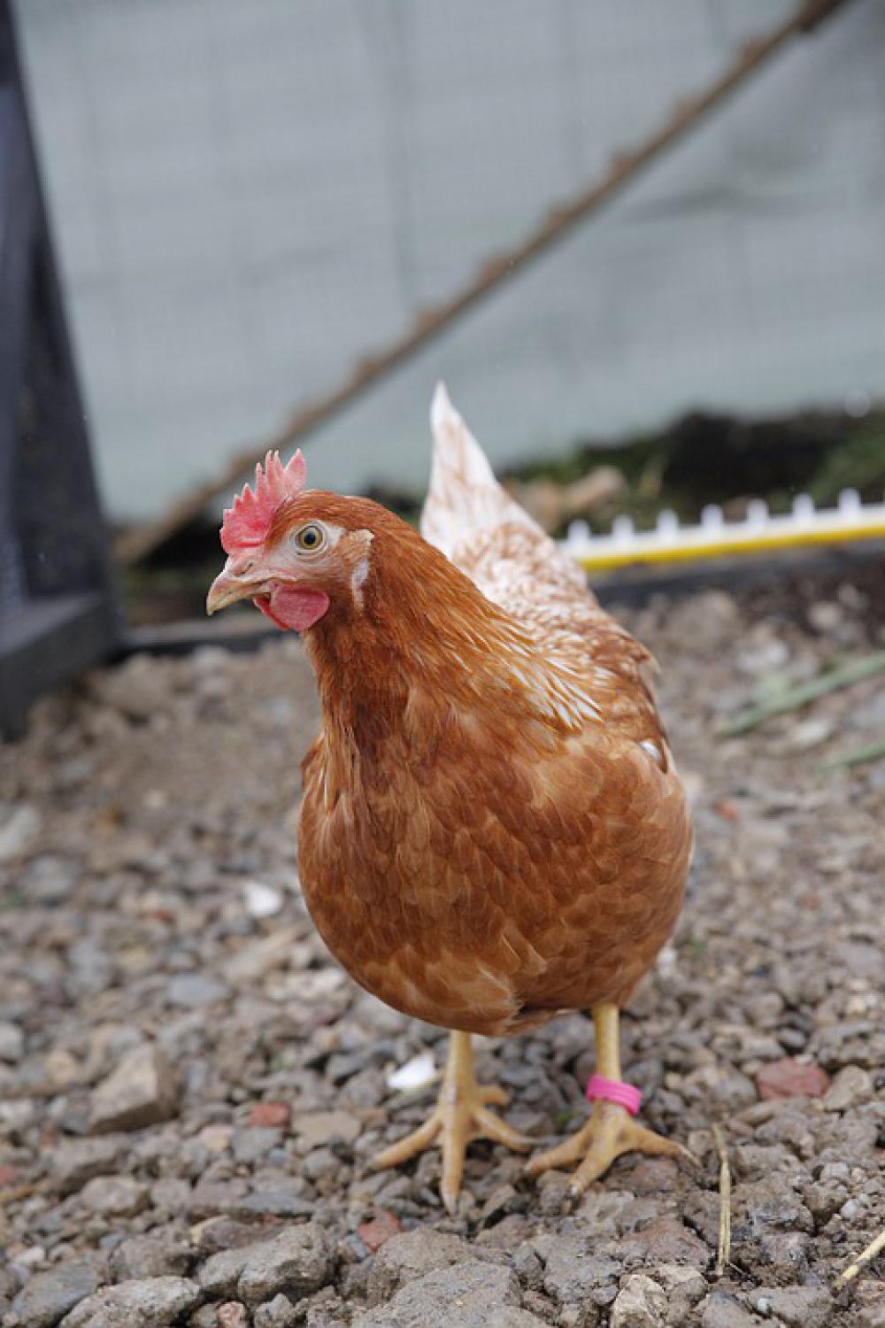 Chicken Huhn Industrie Hybrid Farming Animal Farm Chicken Huhn Industrie Hybrid Farming Animal Farm