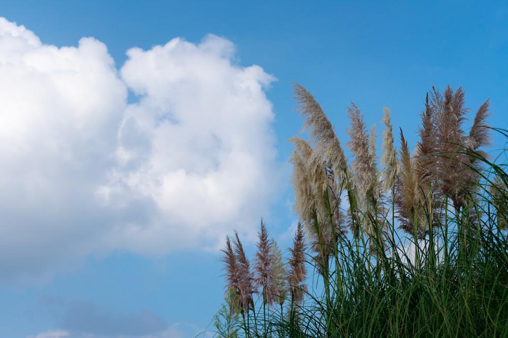 Cloud Cumulus White Cloud Blue Sky Sunny Days Cloud Cumulus White Cloud Blue Sky Sunny Days