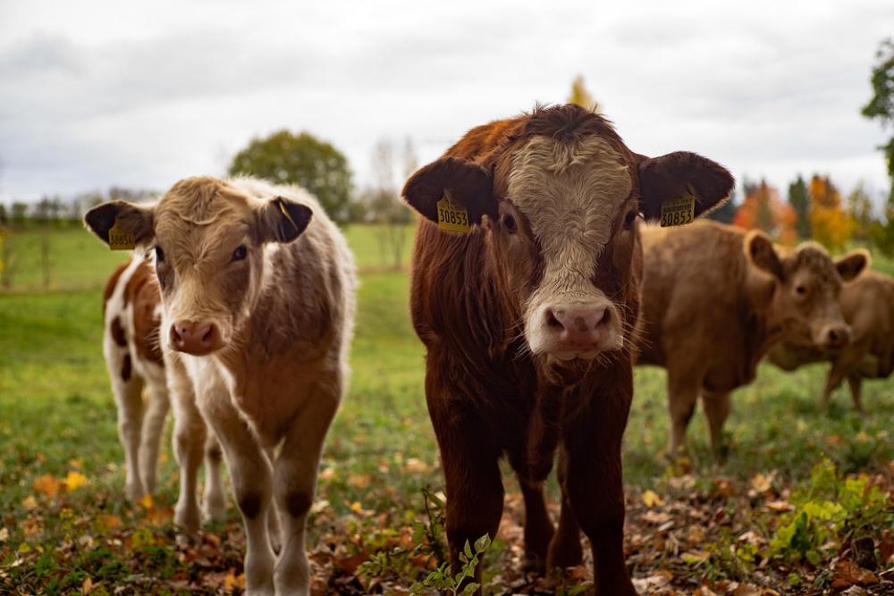 Cow Cows Agriculture Cattle Farm Pasture Nature Cow Cows Agriculture Cattle Farm Pasture Nature