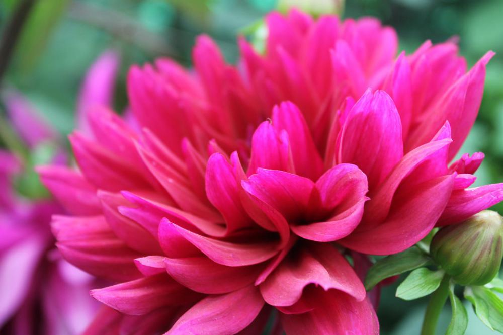 Dahlia Flower Bloom Blossom Garden Nature Flora Dahlia Flower Bloom Blossom Garden Nature Flora
