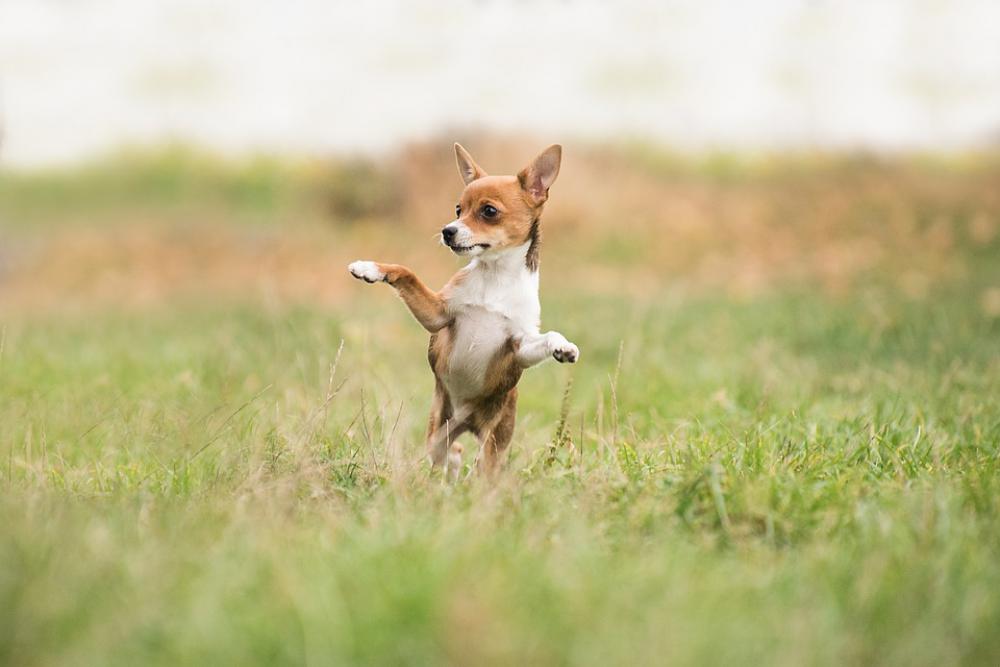 Dog Hybrid Animal Meadow Grass Nature Play Dog Hybrid Animal Meadow Grass Nature Play