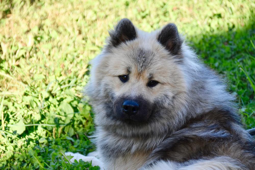 Dog Dog Eurasier Dog Pure Breed Dog Olaf-Blue Dog Dog Eurasier Dog Pure Breed Dog Olaf-Blue