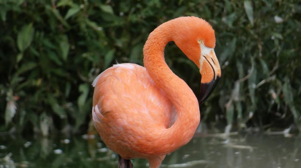 Flamingo Animal Bird Animal World Pink Zoo Bill Flamingo Animal Bird Animal World Pink Zoo Bill