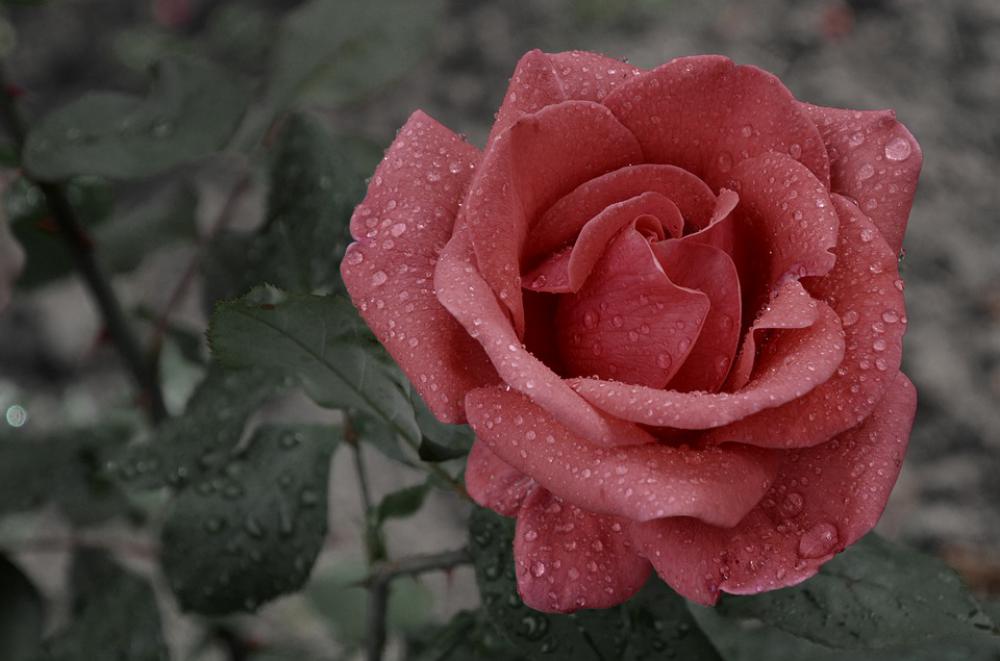 Flower Rose Rain Raindrop Blooms At Love Wet Red Flower Rose Rain Raindrop Blooms At Love Wet Red