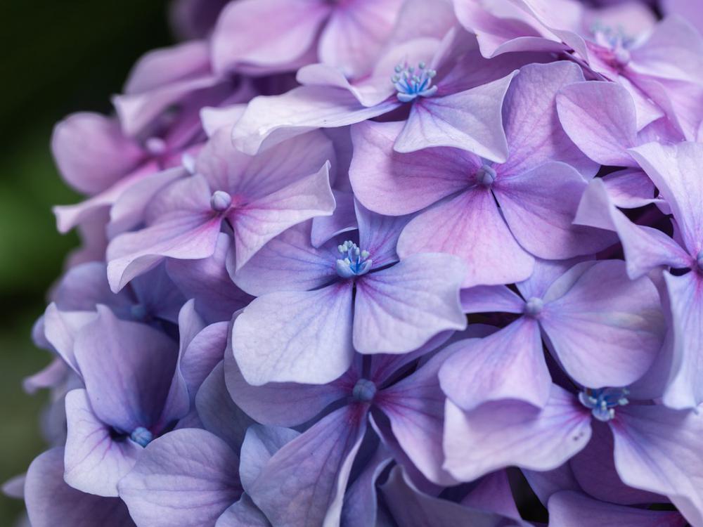 Flower Flowers Hydrangea Garden Close Up Flower Flowers Hydrangea Garden Close Up