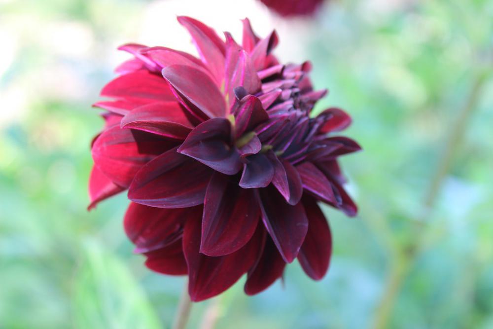 Flower Park Garden Flora Blossom Summer Plant Flower Park Garden Flora Blossom Summer Plant