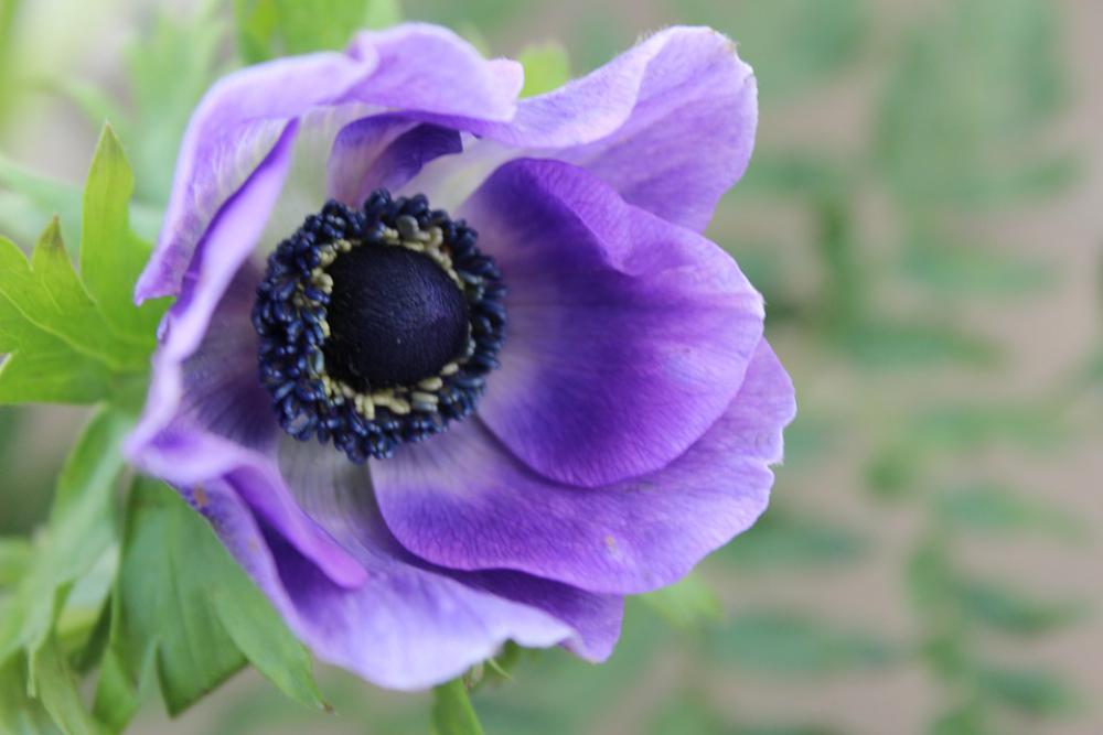 Flower Nature Garden Flora Flower Nature Garden Flora