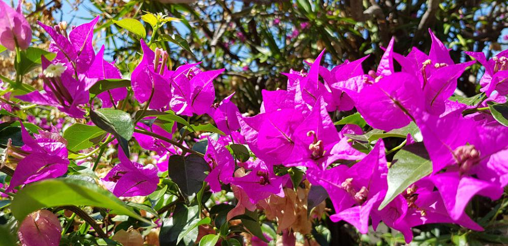 Flowers Nature Spring Garden Plant Flora Petals Flowers Nature Spring Garden Plant Flora Petals