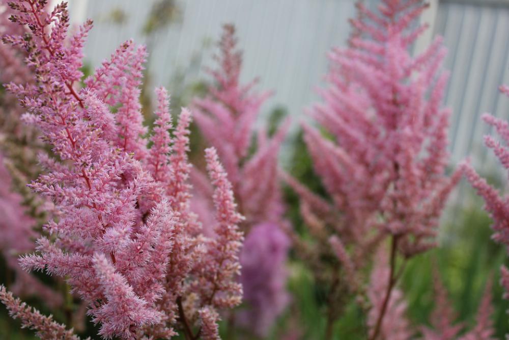 Flowers Summer Flower Garden Garden Flora Bloom Flowers Summer Flower Garden Garden Flora Bloom