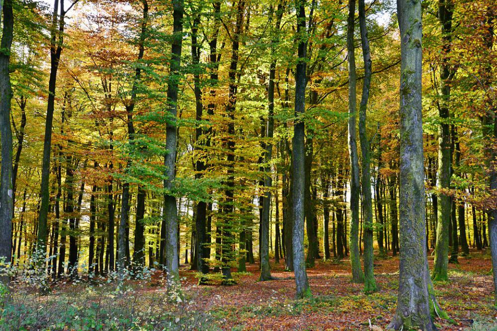 Forest Autumn Trees Leaves Nature October Forest Autumn Trees Leaves Nature October