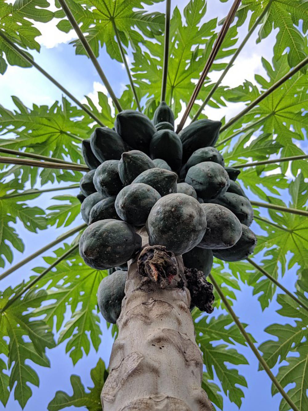 Fruit Papaya Sweet Exotic Juicy Green Vitamins Fruit Papaya Sweet Exotic Juicy Green Vitamins