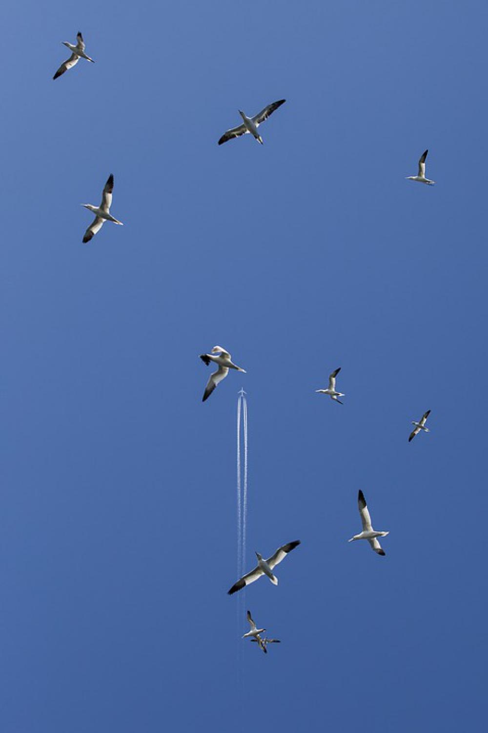 Gannet Bass Rock Seabird Scotland Berwick Seagull Gannet Bass Rock Seabird Scotland Berwick Seagull