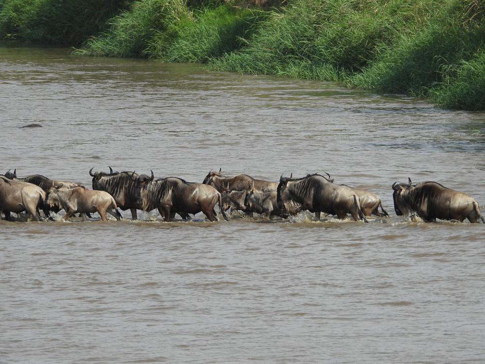 Gnu Tanzania Safari Africa Animal Serengeti Gnu Tanzania Safari Africa Animal Serengeti