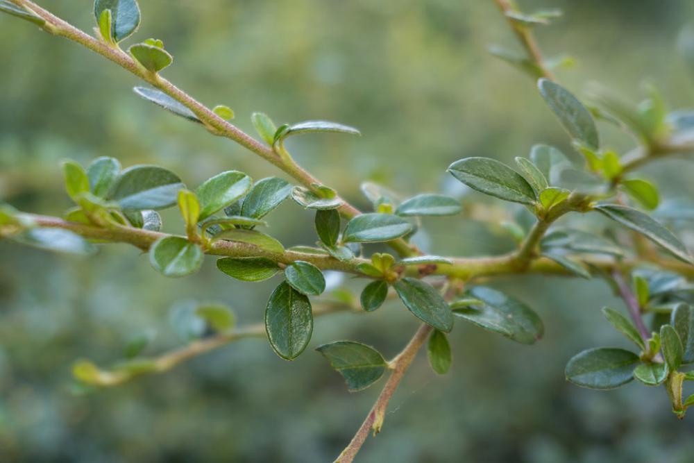 Green Plant Leaves Nature Sheet Flora Green Plant Leaves Nature Sheet Flora