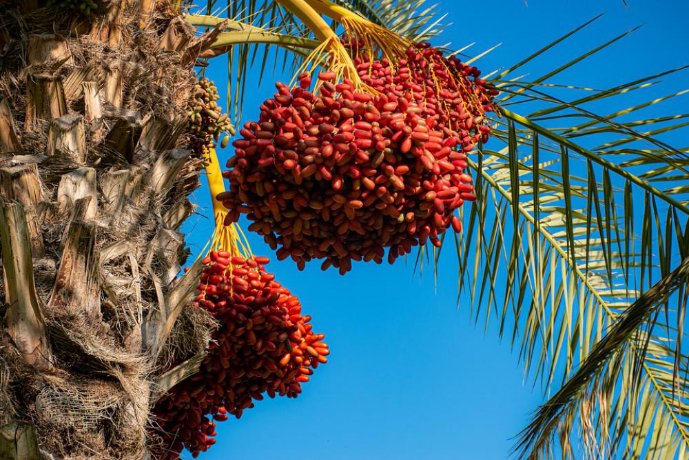 Harvest Rosh Hashanah Traditions Fruits Harvest Rosh Hashanah Traditions Fruits
