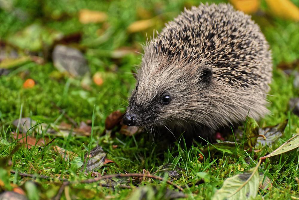 Hedgehog Animal Spur Nature Mammal Hannah Prickly Hedgehog Animal Spur Nature Mammal Hannah Prickly