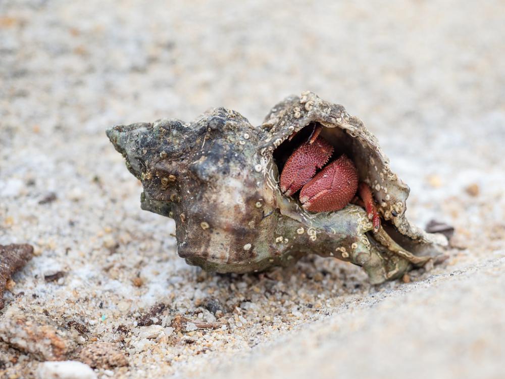 Hermit Crab Cancer Sea Mussels Crab Beach Hermit Crab Cancer Sea Mussels Crab Beach
