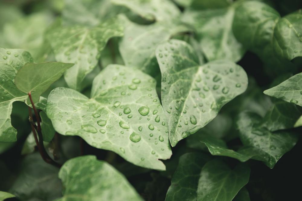 Leaves Green Nature Texture Plants Leaf Leaves Green Nature Texture Plants Leaf
