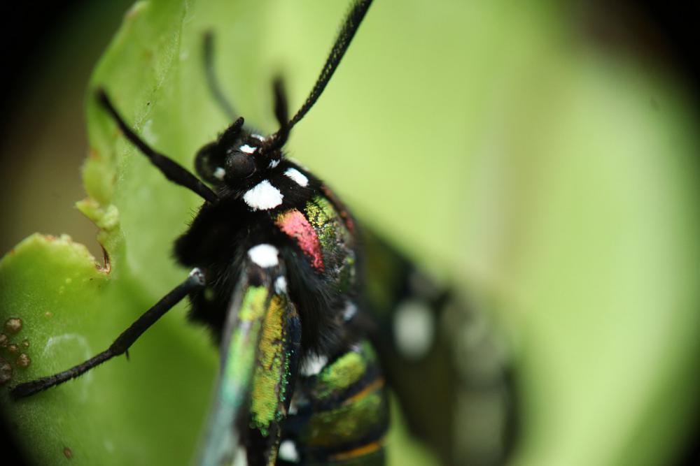Lepidóptera Butterfly Day Insects Garden Nature Lepidóptera Butterfly Day Insects Garden Nature