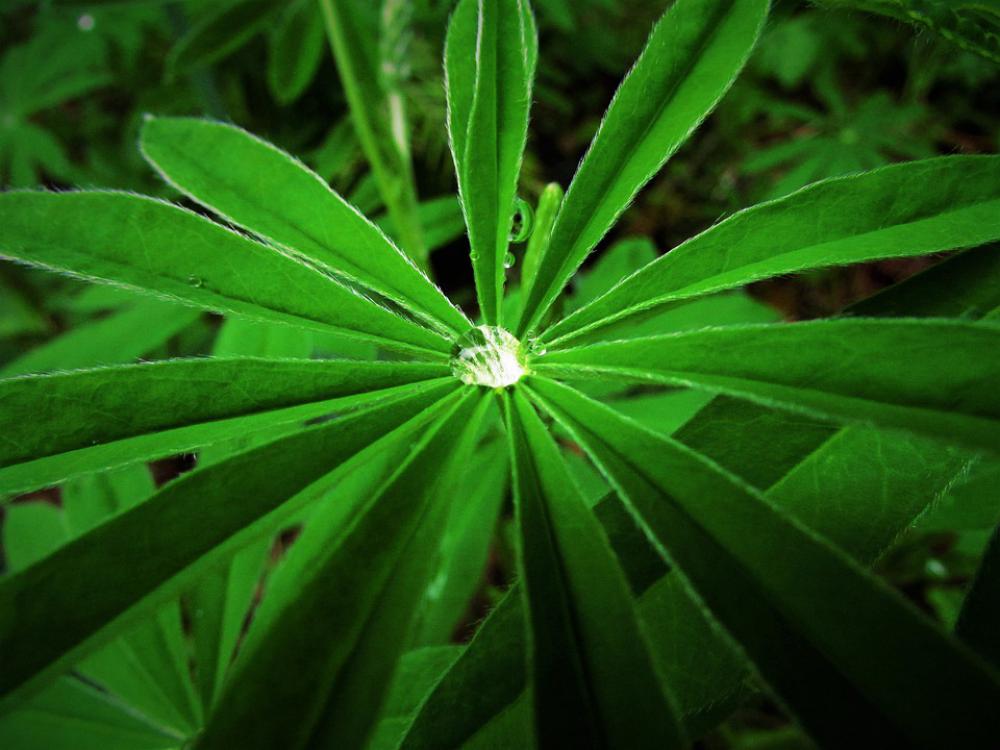 Lupine Waterdrop Droplet Water Liquid Raindrop Lupine Waterdrop Droplet Water Liquid Raindrop