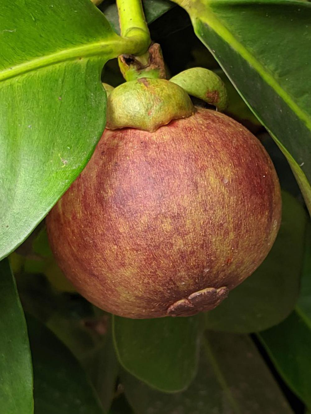 Mangousteen Fruit Mangosteen Asia Sweet Organic Mangousteen Fruit Mangosteen Asia Sweet Organic