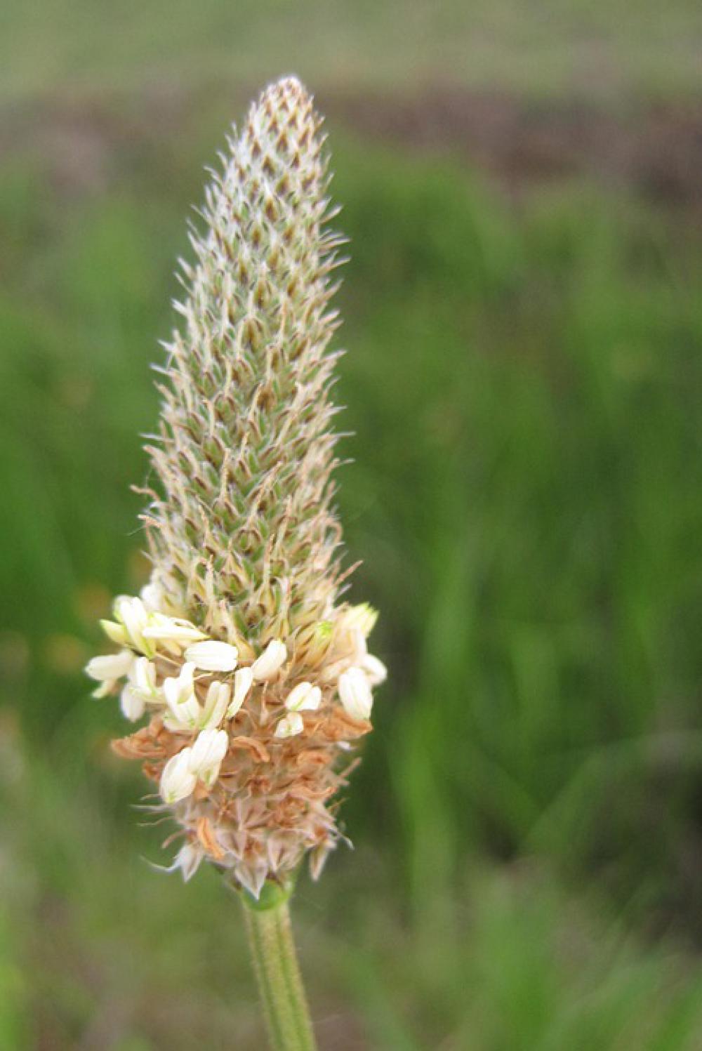 Nature Fauna Flora The Reeds Wild Flowers Grasses Nature Fauna Flora The Reeds Wild Flowers Grasses