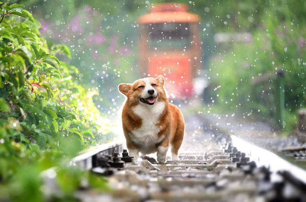 Pets Dog Corgi Cute Pets Dog Corgi Cute