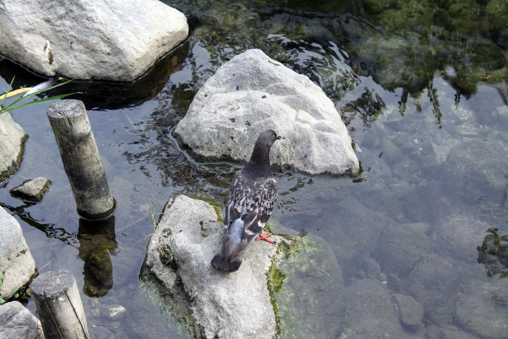 Pigeon Lake Streams Rock Nature New Water Animal Pigeon Lake Streams Rock Nature New Water Animal