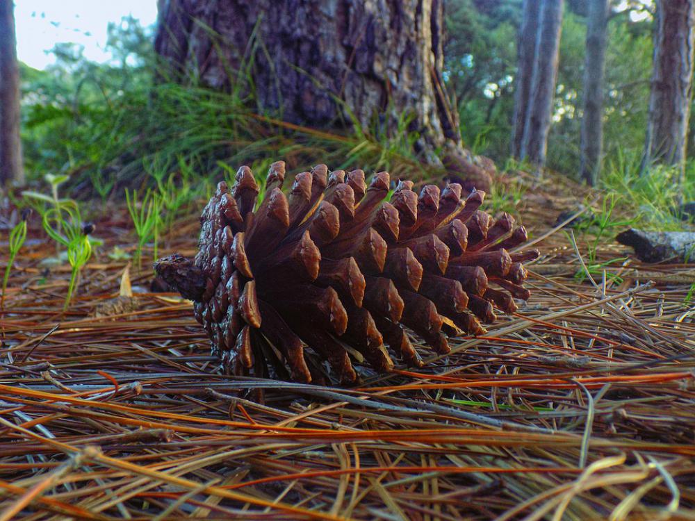 Pine Cone Araucaria Plant Tree Conifer Cone Flora Pine Cone Araucaria Plant Tree Conifer Cone Flora