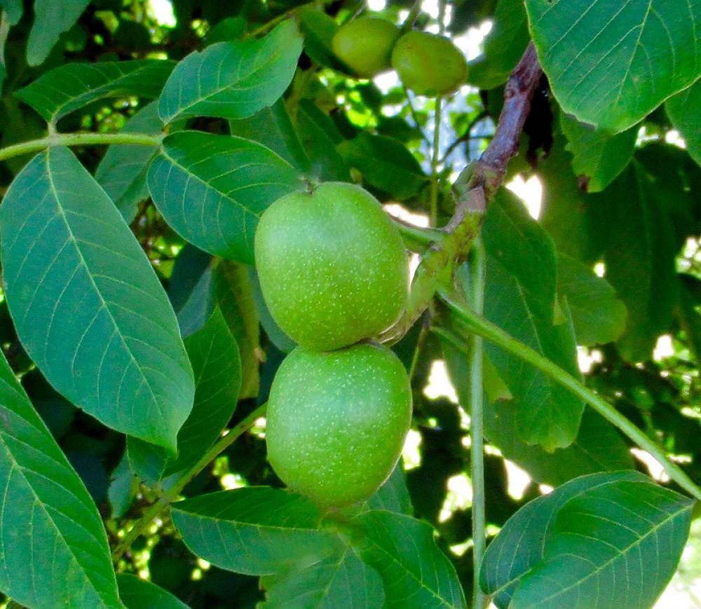Plant Walnut Tree Fruit Nature Autumn Mood Plant Walnut Tree Fruit Nature Autumn Mood