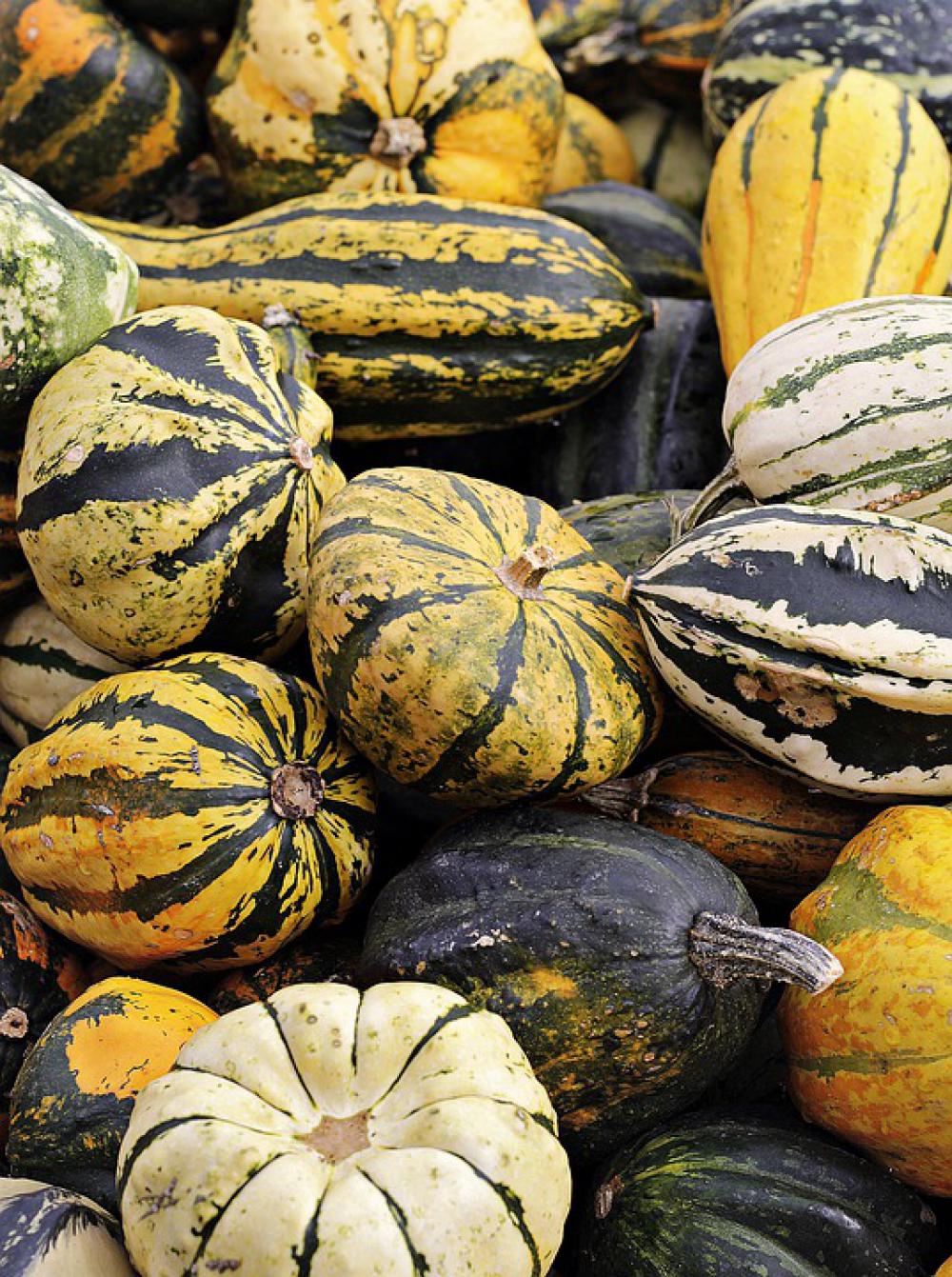 Pumpkin Autumn Food Fruit Harvest Halloween Pumpkin Autumn Food Fruit Harvest Halloween