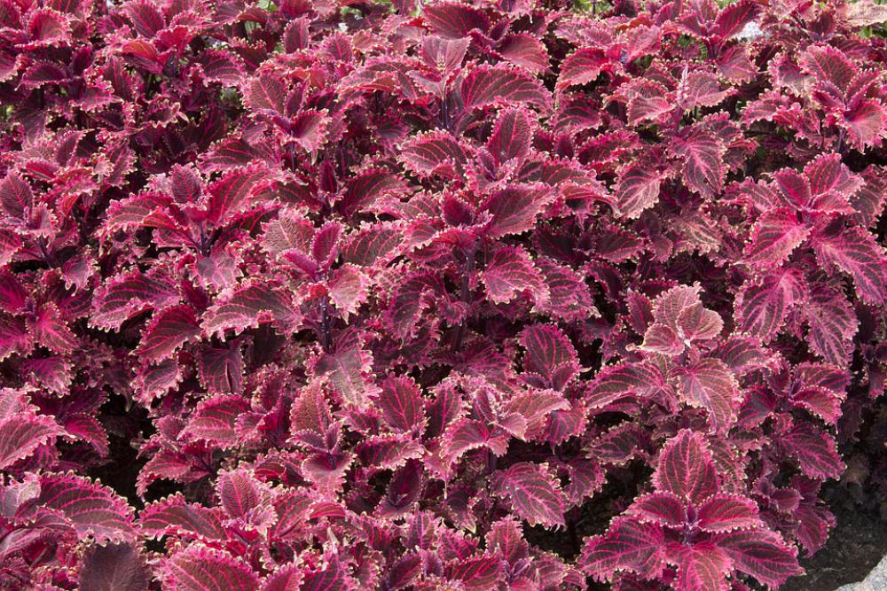 Red Plants Violet Plants Red Leaf Violet Leaf Bloom Red Plants Violet Plants Red Leaf Violet Leaf Bloom