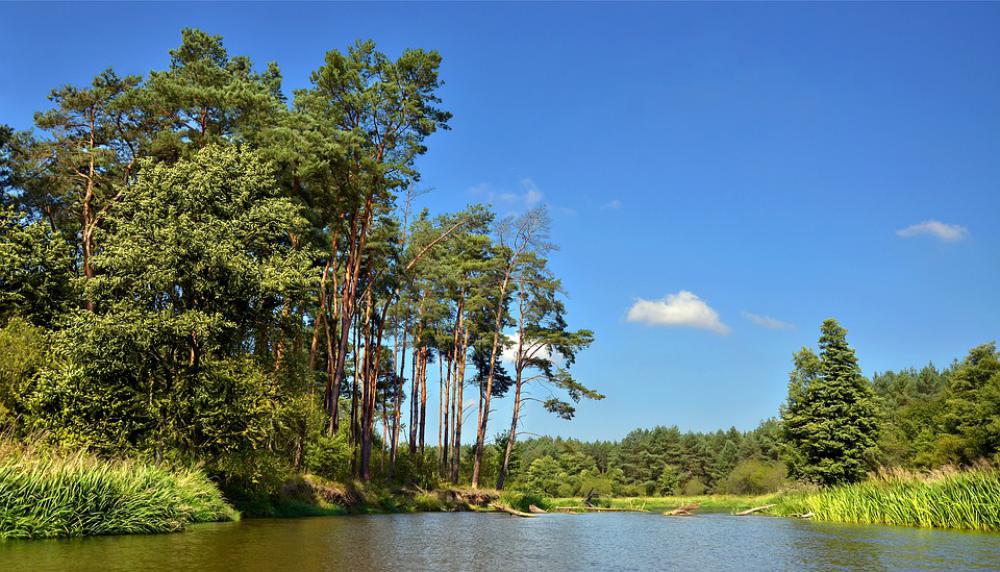 River Forest Clouds Tree Landscape Water River Forest Clouds Tree Landscape Water