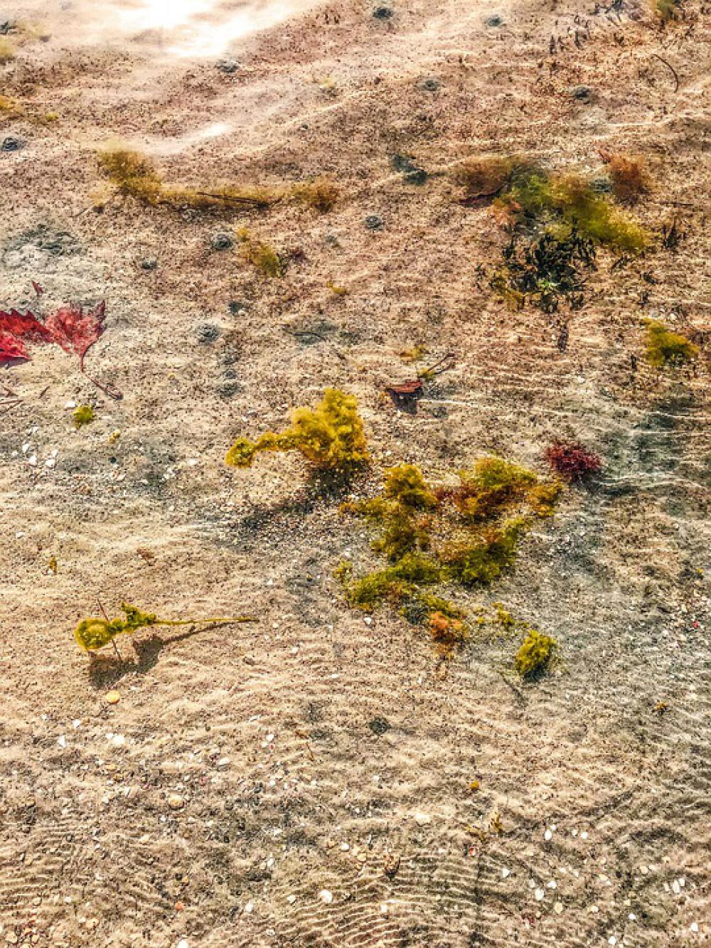 Seabed Algae Sand Beach Sea Nature Costa Coastal Seabed Algae Sand Beach Sea Nature Costa Coastal